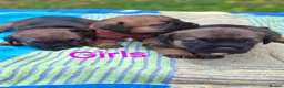 Border Terrier dogs for sale: KC REGISTERED BORDER TERRIERS SLEM CLEAR  - Advert 4