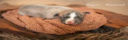 Whippet dogs for sale: KC Reg Whippet Pups-Heart Tested Clear Parents in Caernarfon - Advert 11