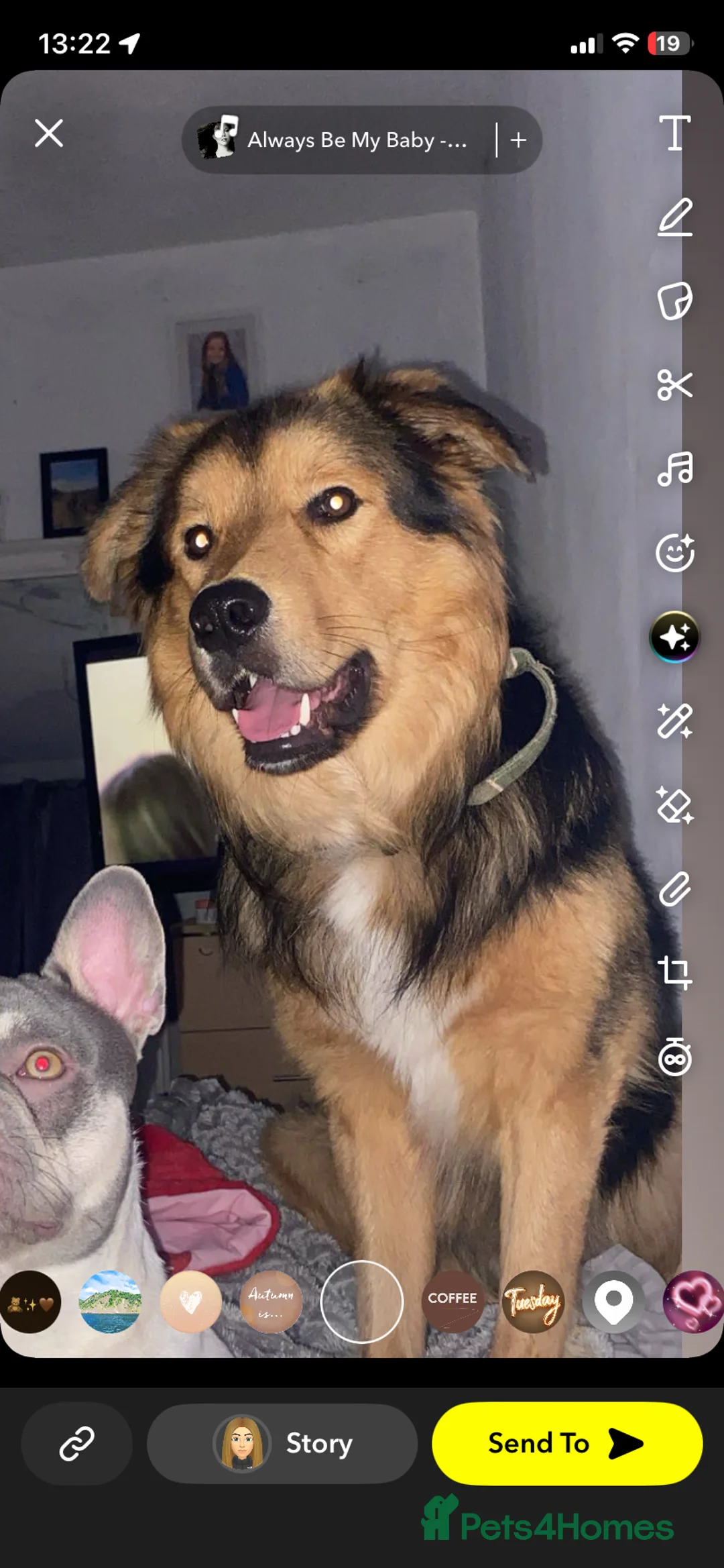 Mixed Breed dogs for sale: German shepherd x collie 2 yrs  - Advert 2