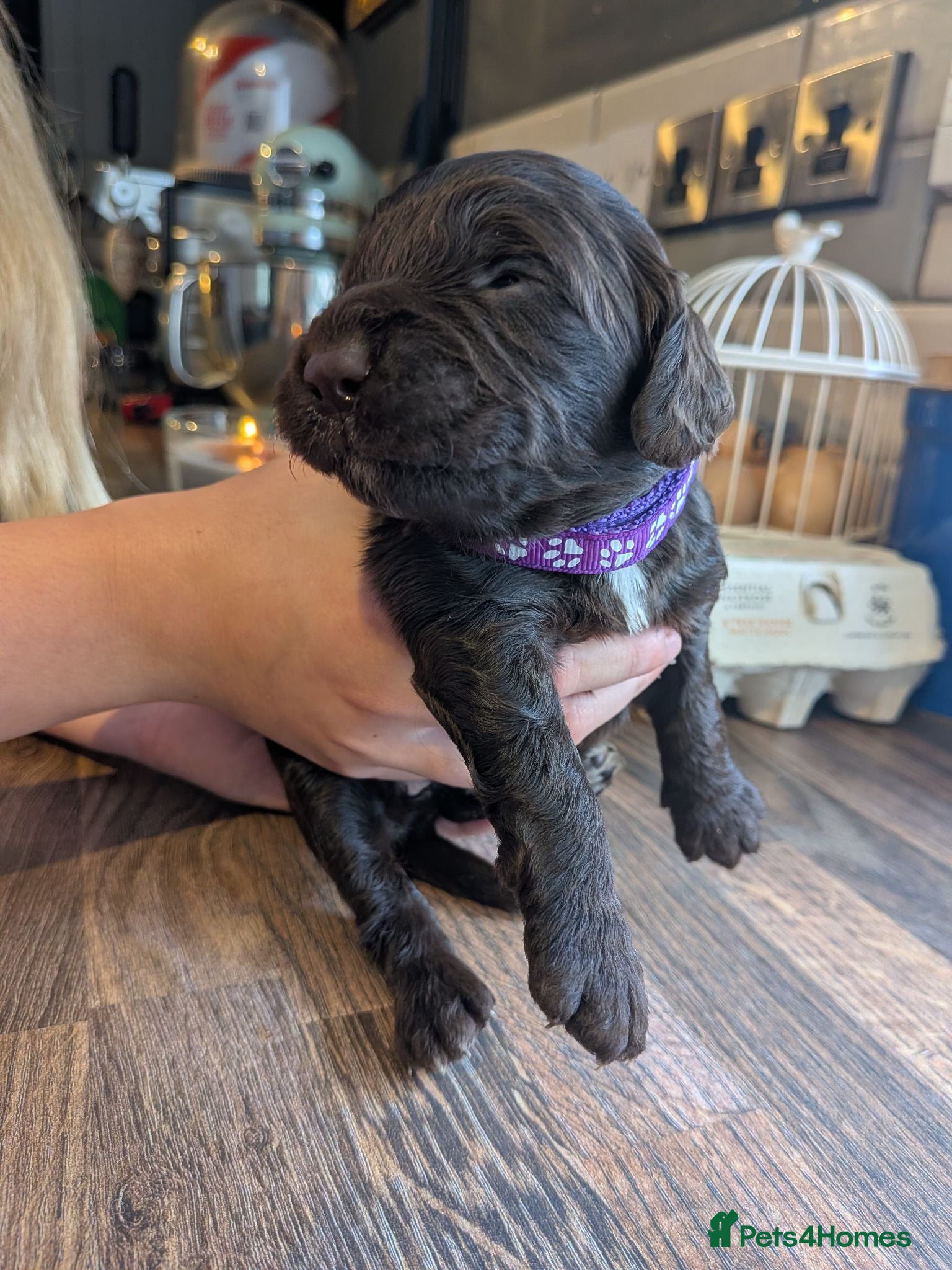 Mixed Breed dogs Beautiful Sproodle Puppies - Advert 4