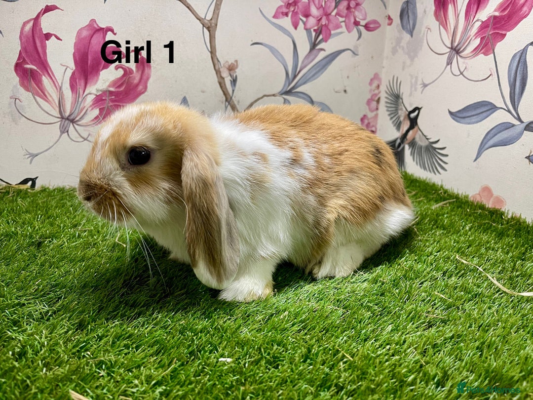 Mini Lop rabbits for sale: Mini lop baby rabbits  - Image 5