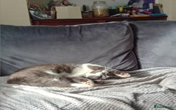 British Shorthair cats for sale: Munchkin  - Image 2