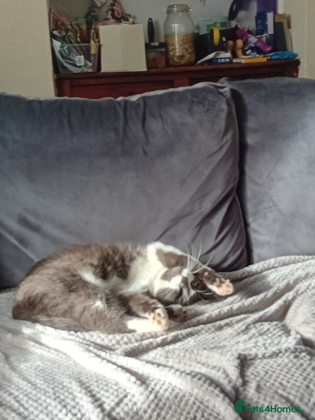 British Shorthair cats for sale: Munchkin  - Image 2