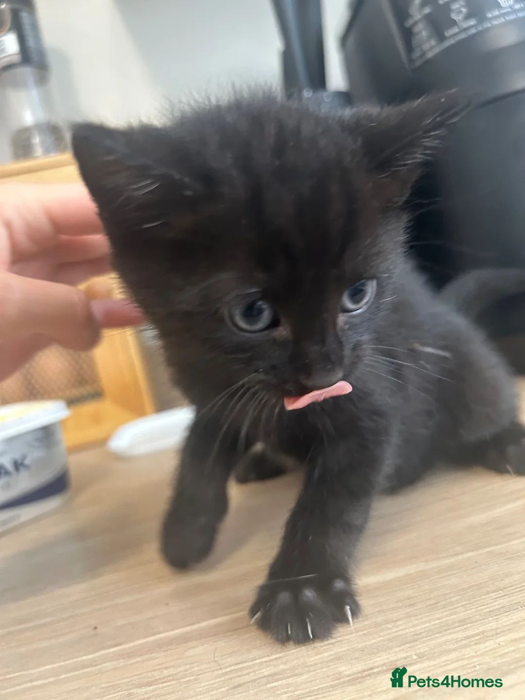 Mixed Breed cats for sale: 4 kittens for sale  - Advert 5