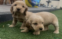 Cocker Spaniel dogs for sale: Show cockers for sale - Image 1