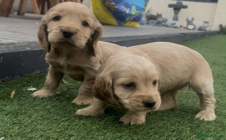 Cocker Spaniel dogs for sale - Advert 2
