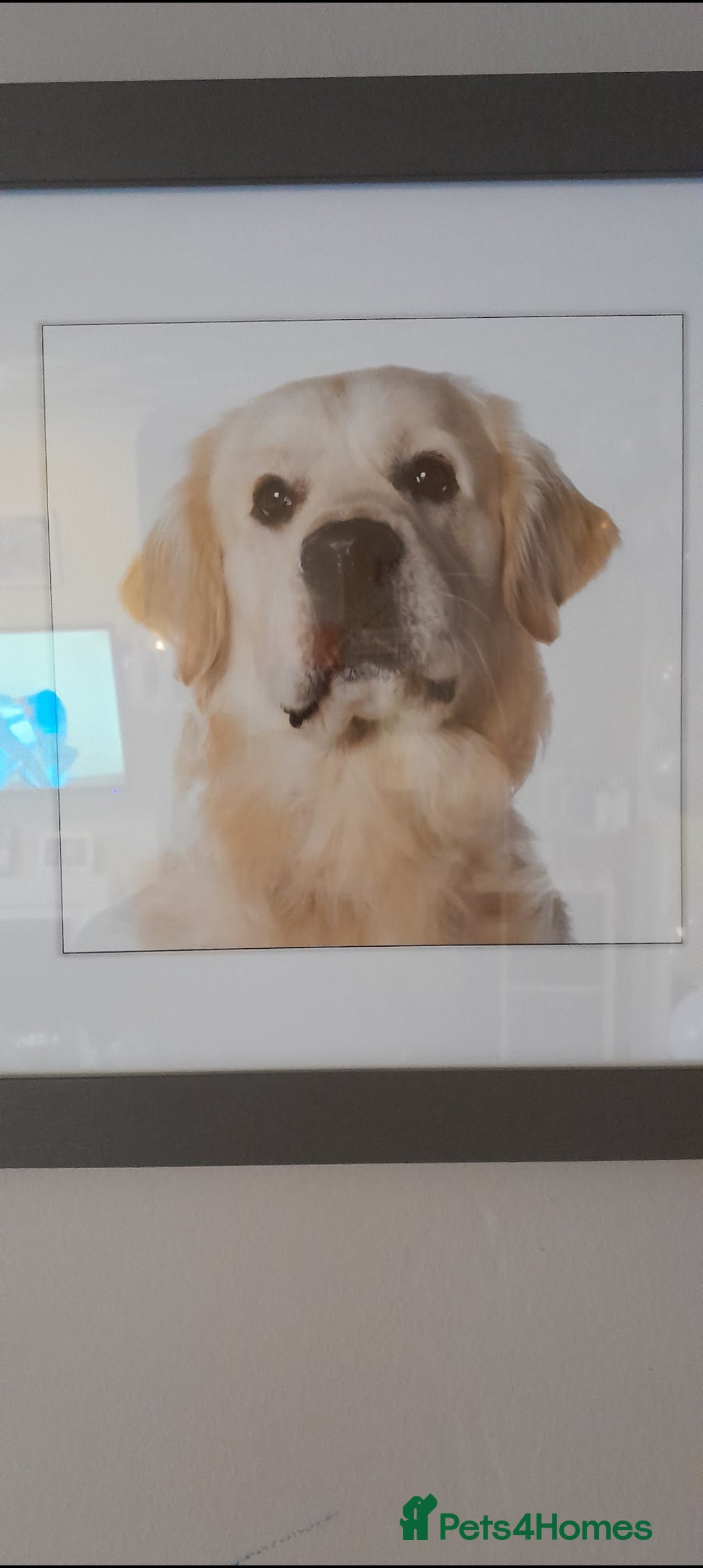 Golden Retriever dogs for stud: Stunning KC registered, Golden Retriever  in Sleaford - Advert 14
