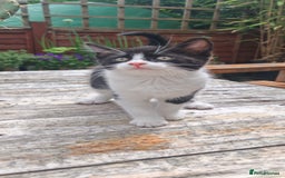 Domestic Shorthair cats for sale: Stunning Tuxedo shorthair kittens. - Image 7