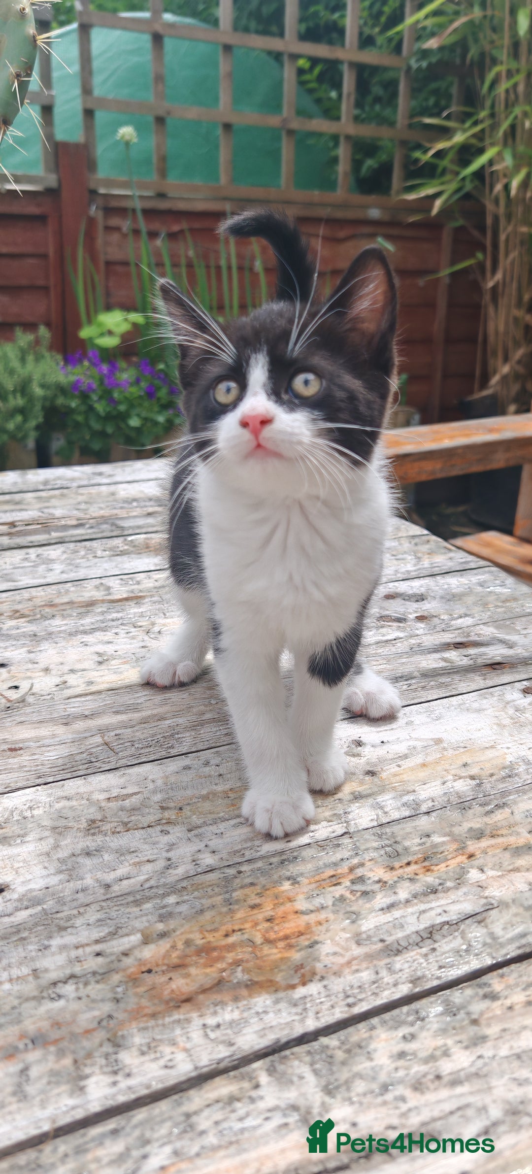 Domestic Shorthair cats for sale: Stunning Tuxedo shorthair kittens. - Image 7