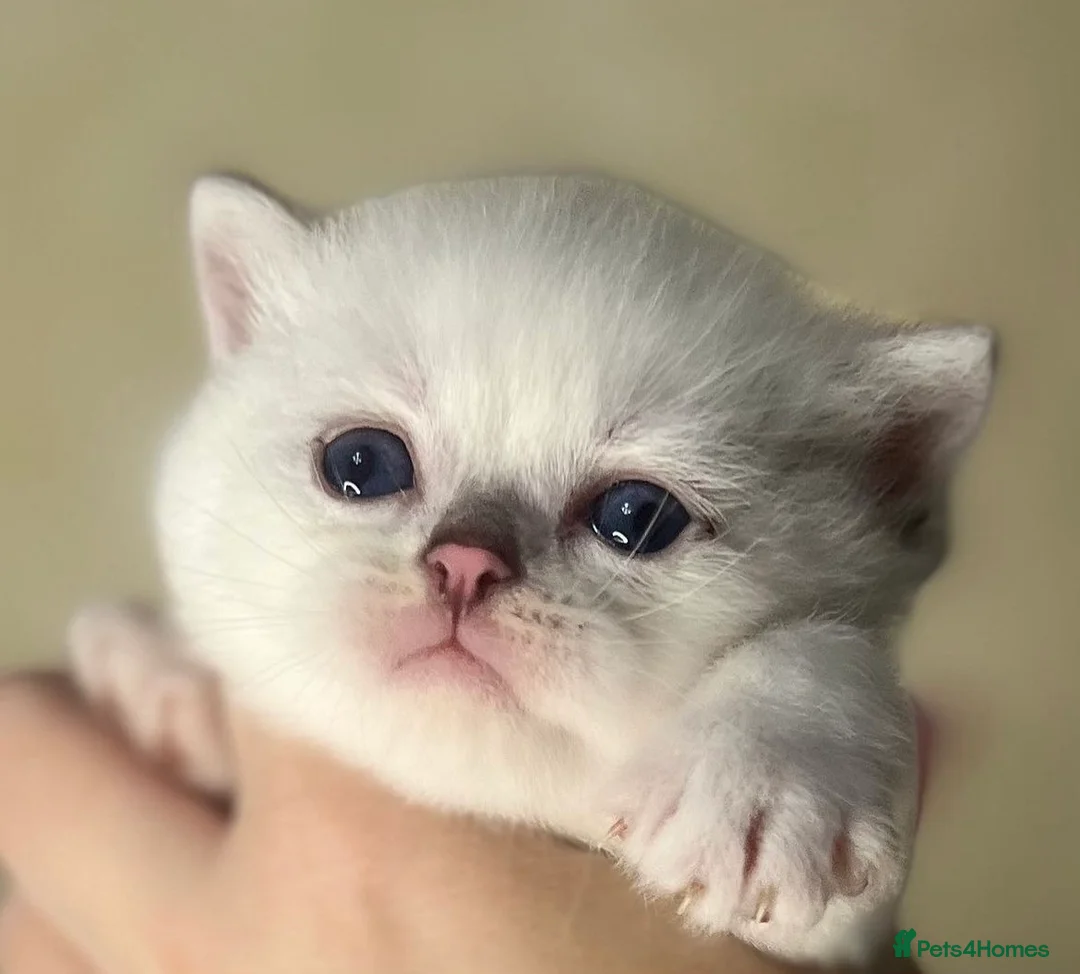 British Shorthair cats for stud: ACTIVE reg 𝑮𝑪𝑪𝑭/TICA BSH CHINCHILLA 🏆 in Ilford - Advert 21