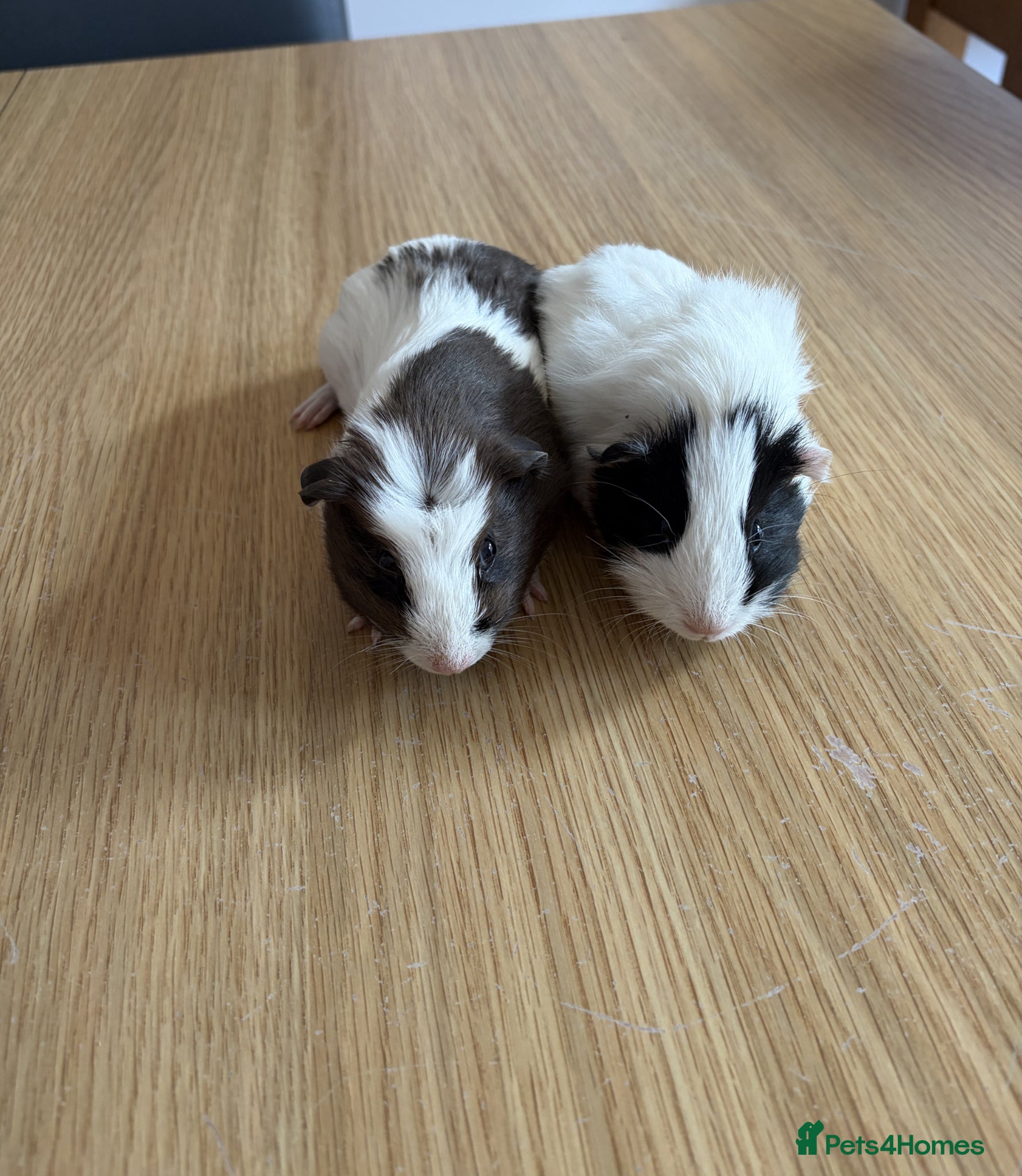 Guinea Pig rodents 2 Male Guinea Pigs (7 weeks old) - Advert 1