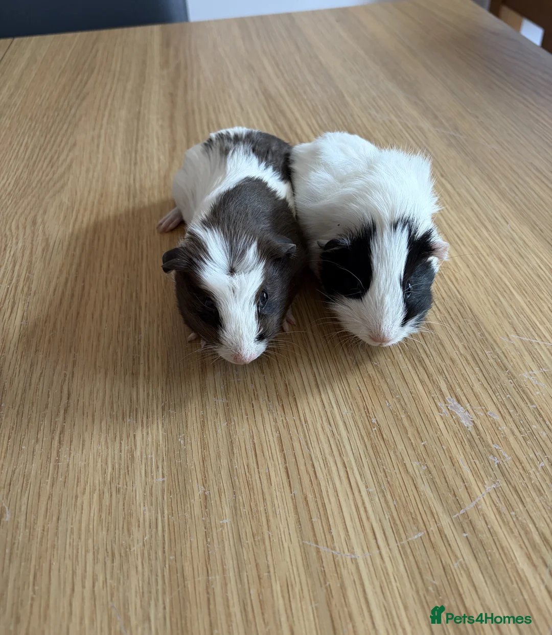 Guinea Pig rodents for sale: 2 Male Guinea Pigs (7 weeks old) - Advert 1