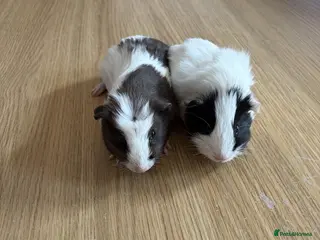 Guinea Pig rodents 2 Male Guinea Pigs (7 weeks old) - Advert 2