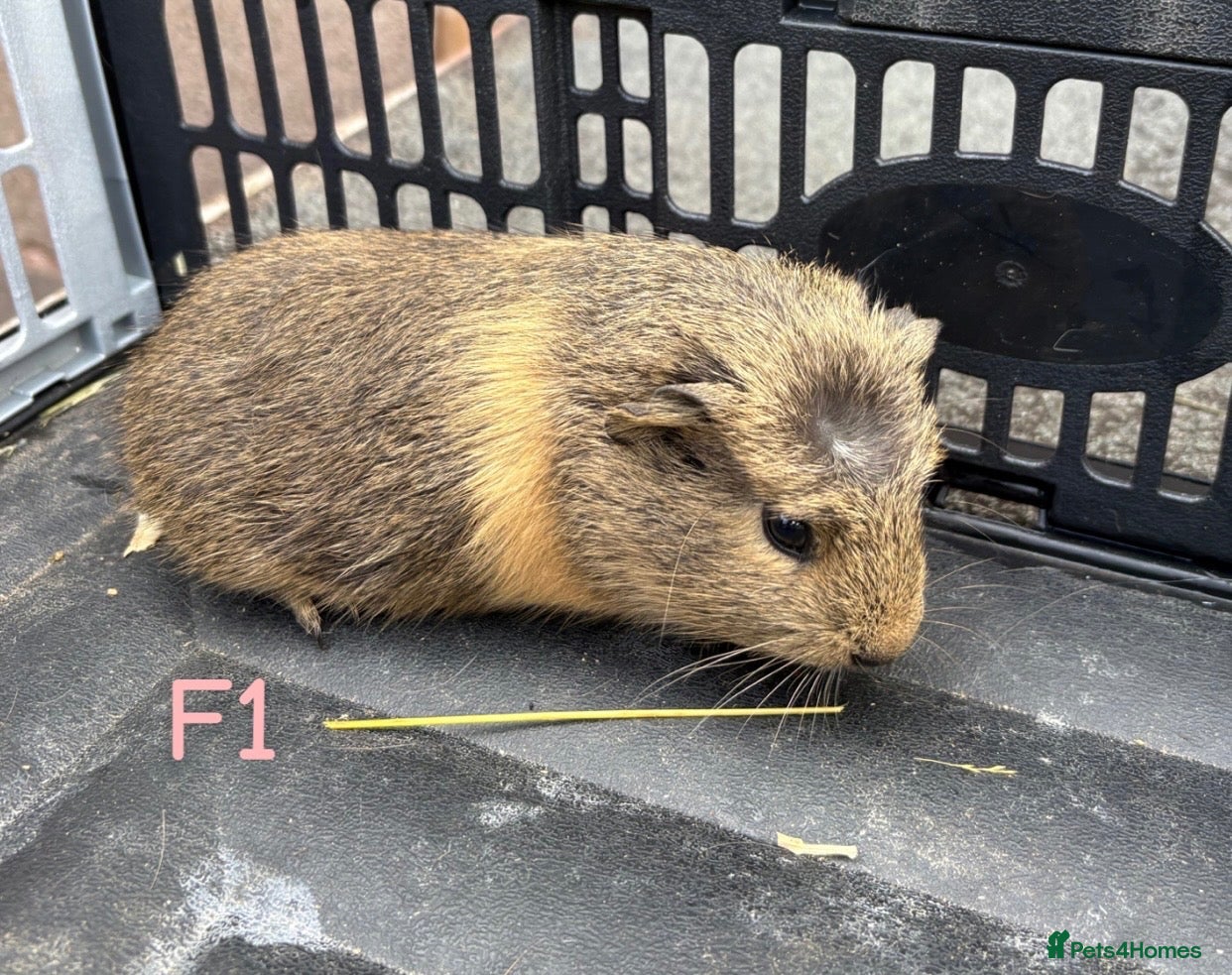 Guinea Pig rodents Baby female guinea pigs for sale - Advert 10