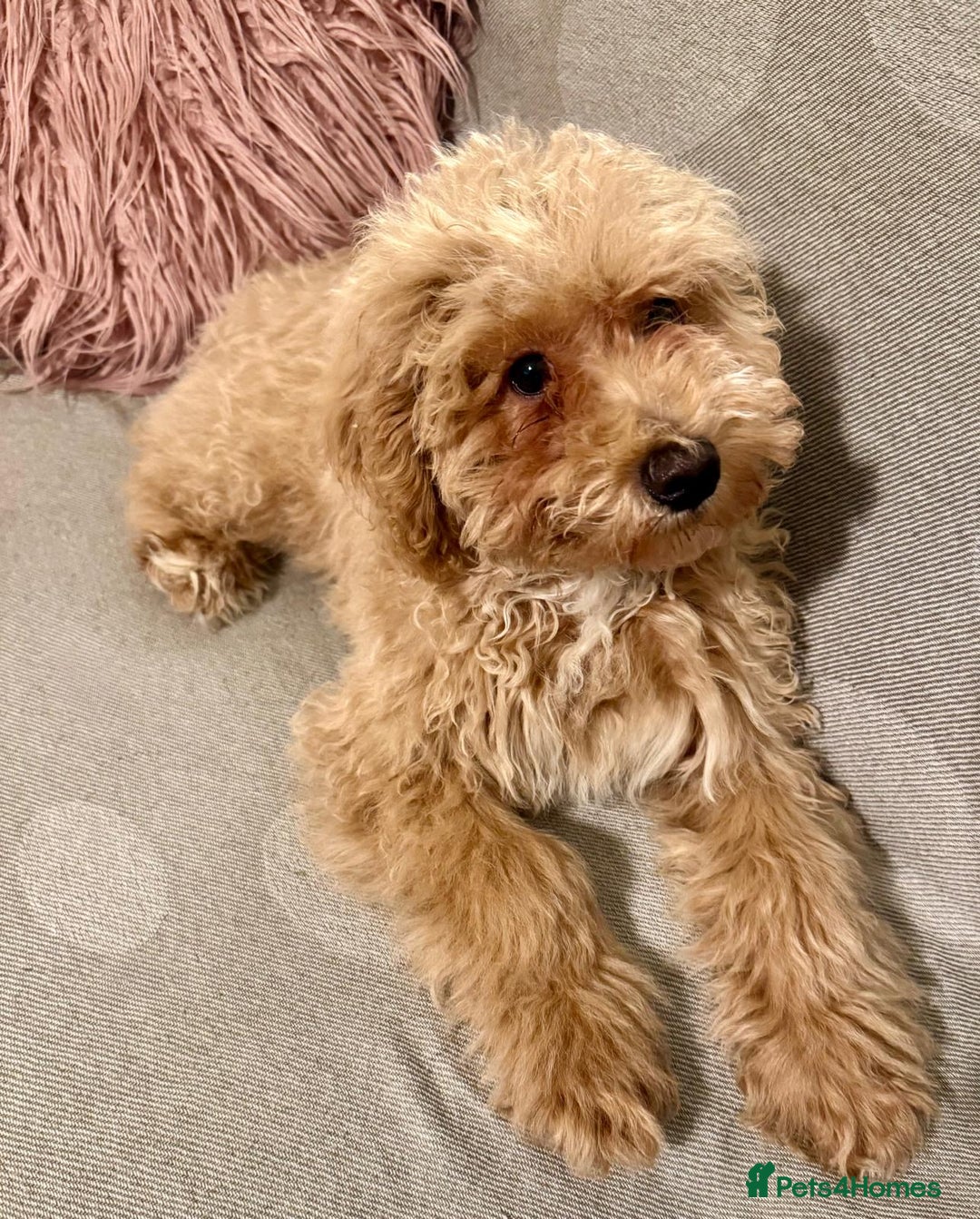 Maltipoo dogs for sale: Stunning 3-Month-Old Maltipoo Puppy - Advert 5