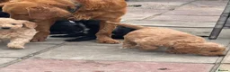 Mini Goldendoodle dogs for sale: F1 mini golden doodles therapy lines - Advert 1