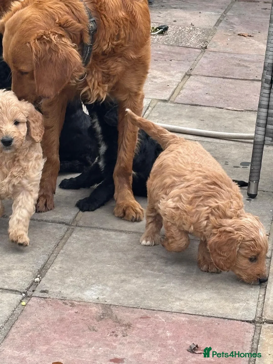 Mini Goldendoodle dogs for sale: F1 mini golden doodles therapy lines - Advert 1