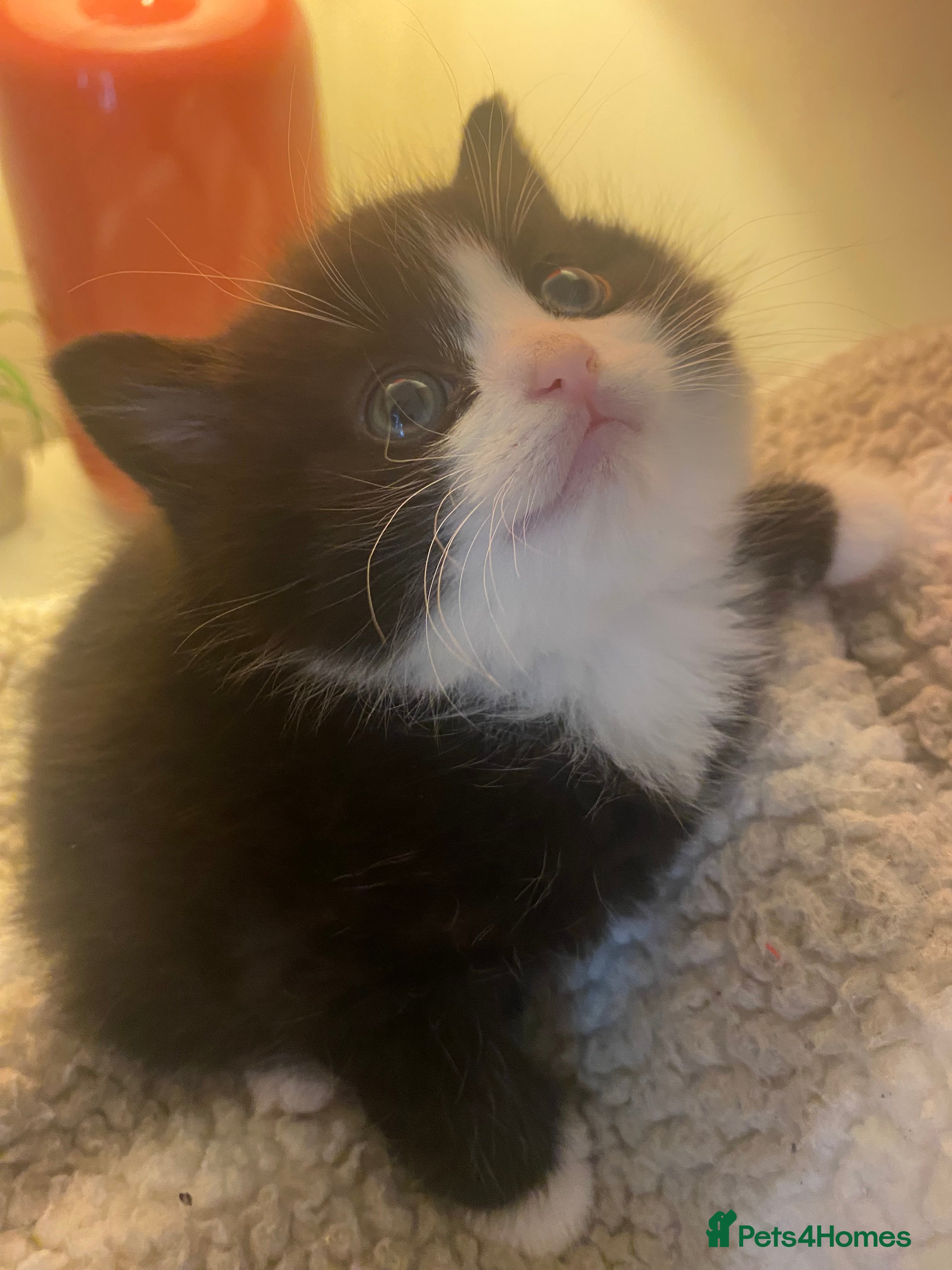 Mixed Breed cats Cute Fluffy Kittens  - Advert 13