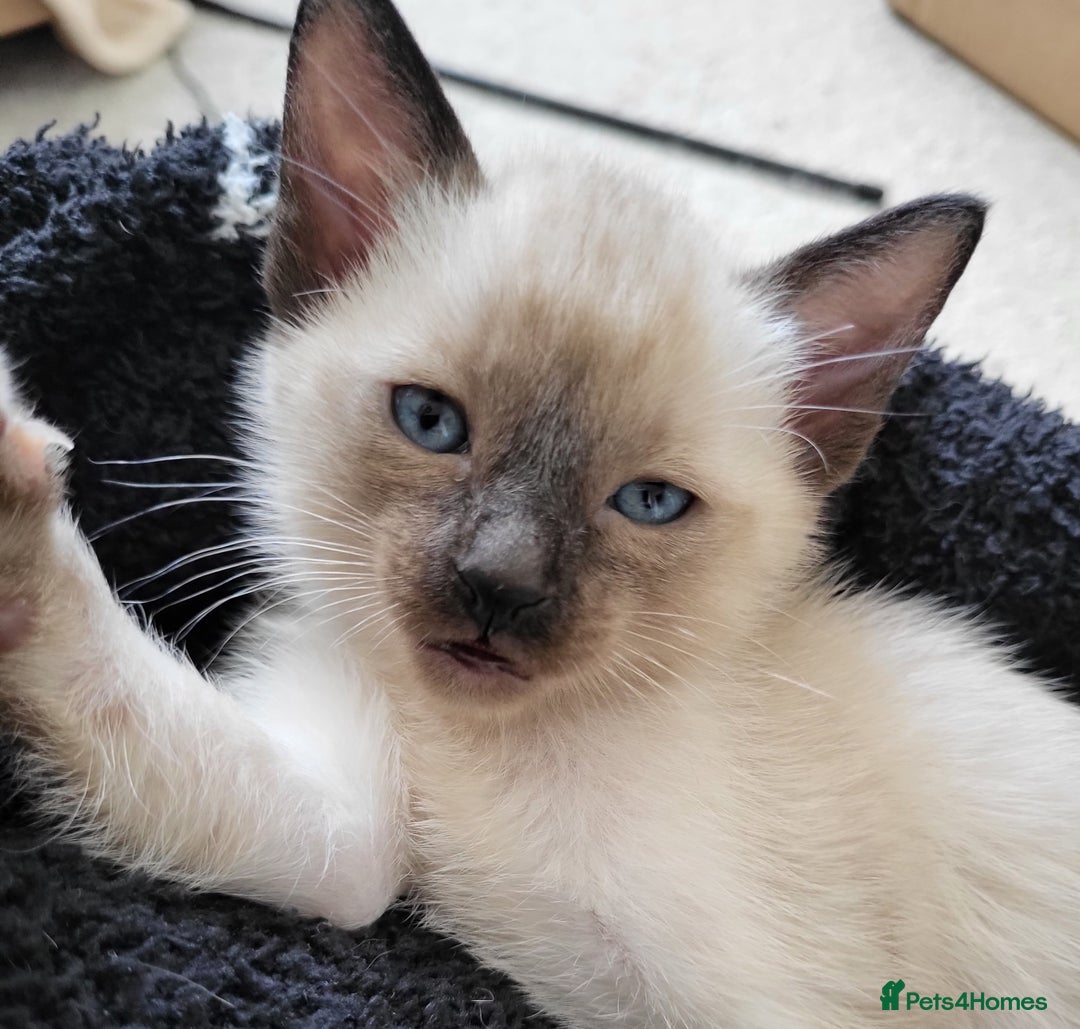 Siamese cats for sale: Old Style Siamese Kittens. Raised with love & care - Image 8