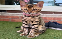 Bengal cats for sale: Boy and a girl bangle Kittin for sale - Image 7