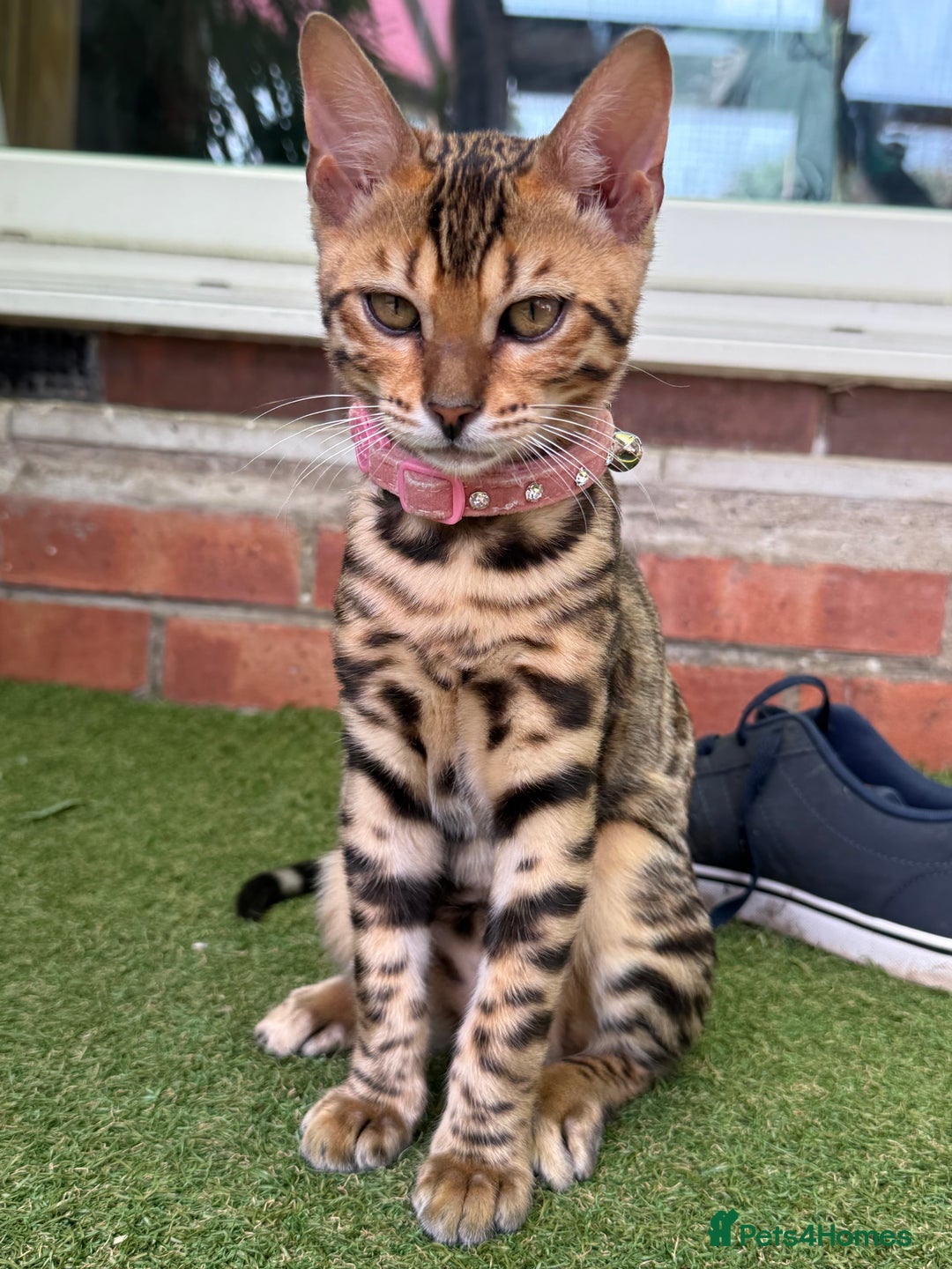 Bengal cats for sale: Boy and a girl bangle Kittin for sale - Image 7