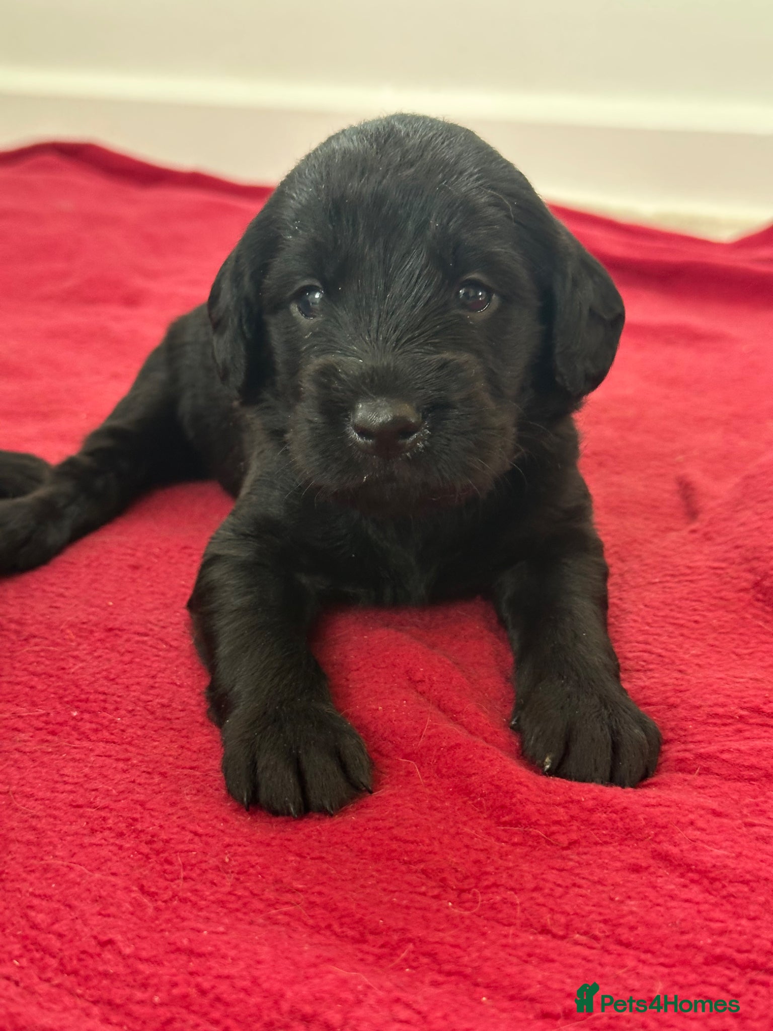 Labradoodle dogs Extensively Health Tested F1 Miniature Labradoodle - Advert 1