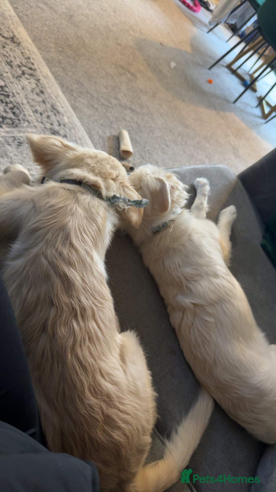 Mixed Breed dogs for sale: Meet Teddy!  - Advert 5