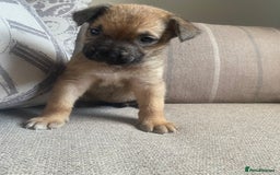 Mixed Breed dogs for sale: Cane corso X Alaskan malamute surprise litter  - Image 17