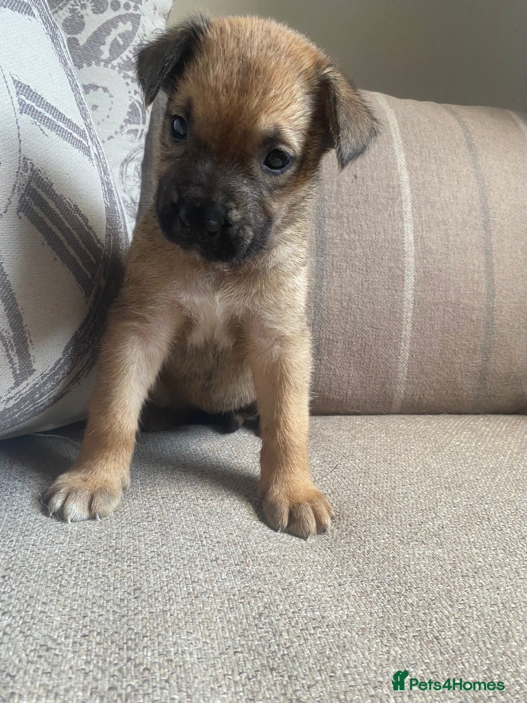 Mixed Breed dogs for sale: Cane corso X Alaskan malamute surprise litter  - Image 17