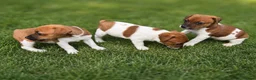 Jack Russell dogs for sale: Pure breed short tail Jackrussell pups  - Advert 3