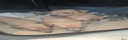 Italian Greyhound dogs for sale: Italian greyhound in Hartlepool - Advert 8