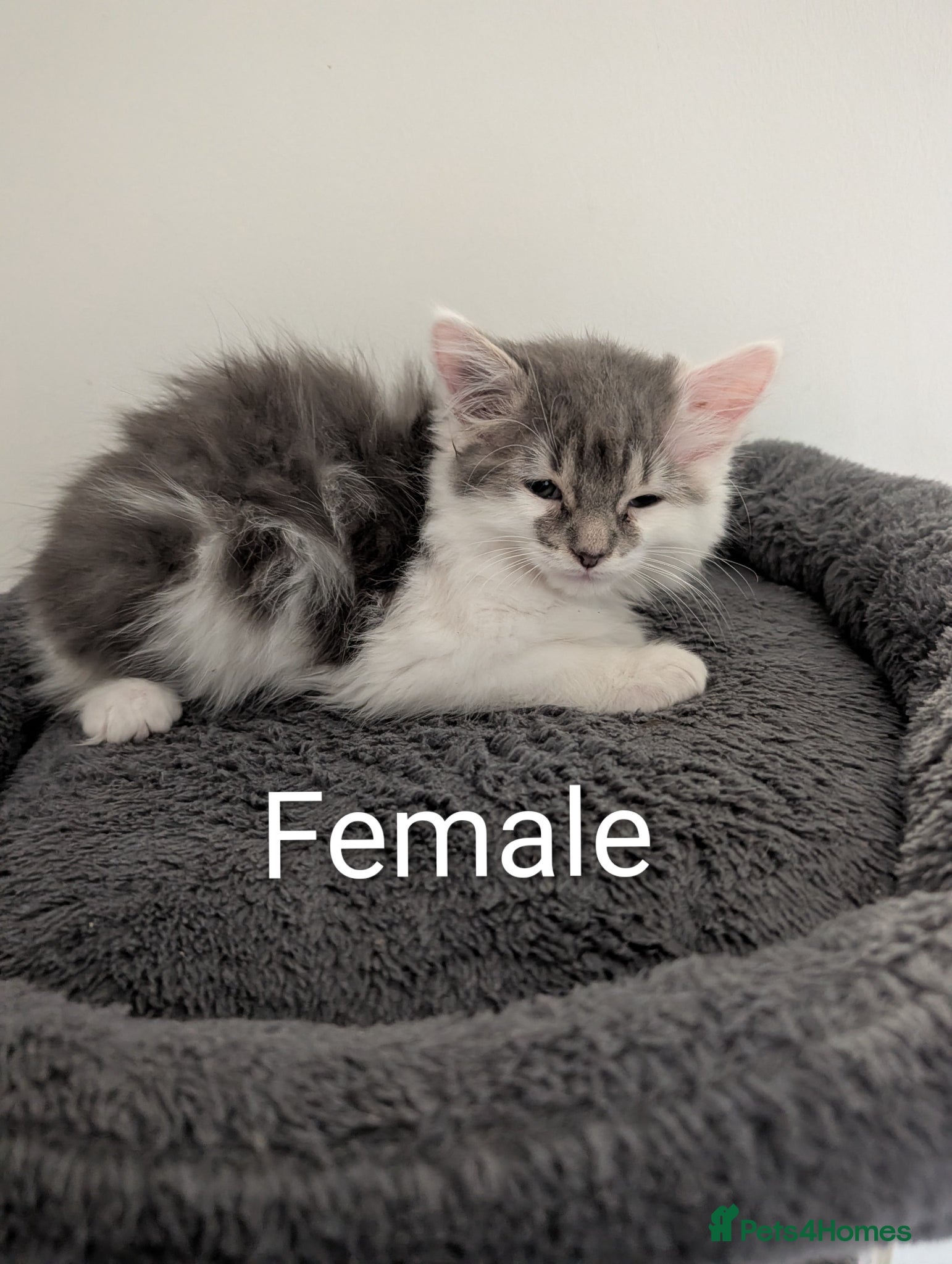 Mixed Breed cats Beautiful long & short hair kittens  - Advert 1