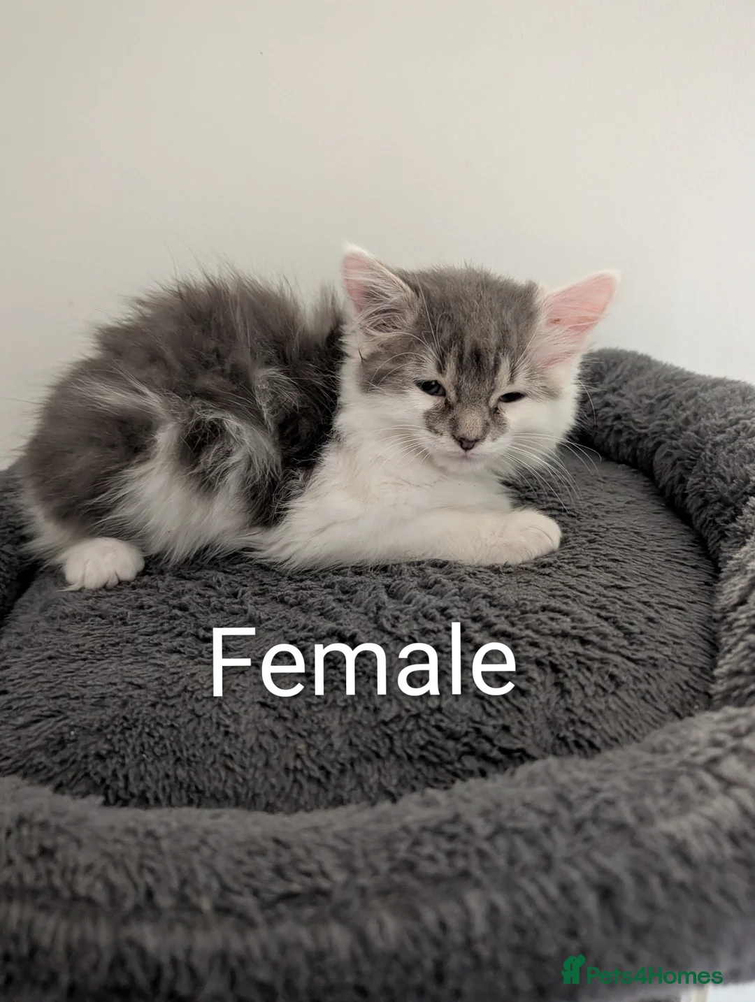 Mixed Breed cats for sale: Beautiful long & short hair kittens  - Advert 1