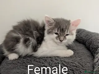 Mixed Breed cats Beautiful long & short hair kittens - Advert 1