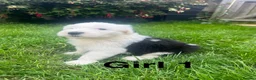 Old English Sheepdog dogs for sale: Old English Sheepdog Puppies  in Peterborough - Advert 4