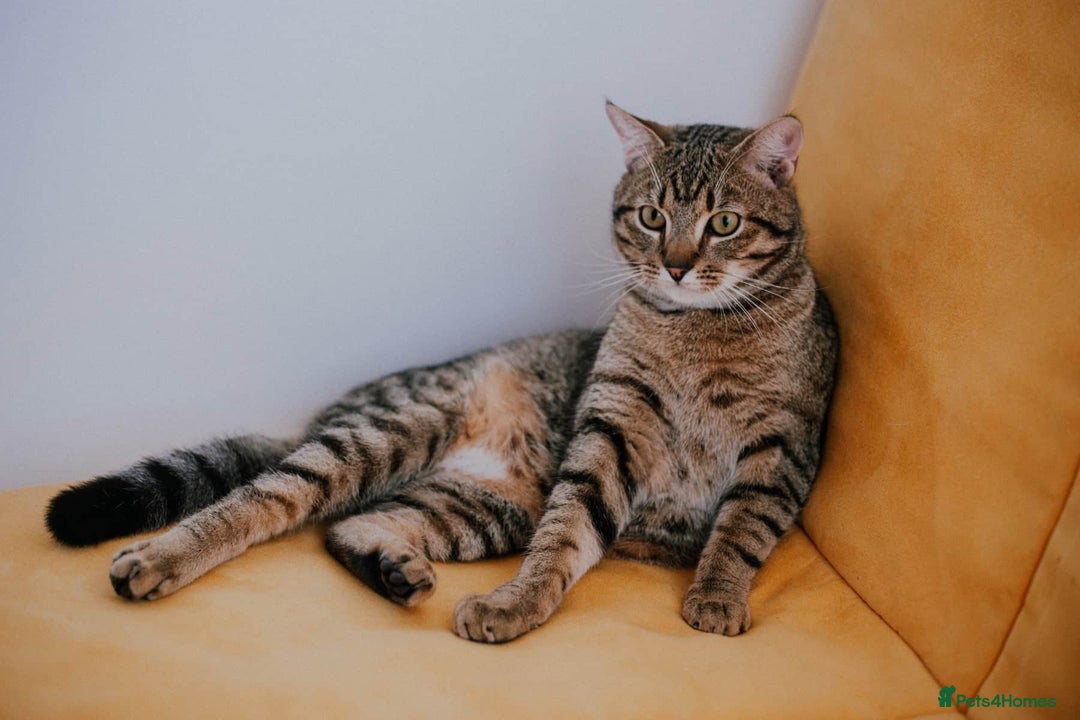 Domestic Shorthair cats for sale: Adorable Female Kitten Looking for a Home 🐾 - Image 8