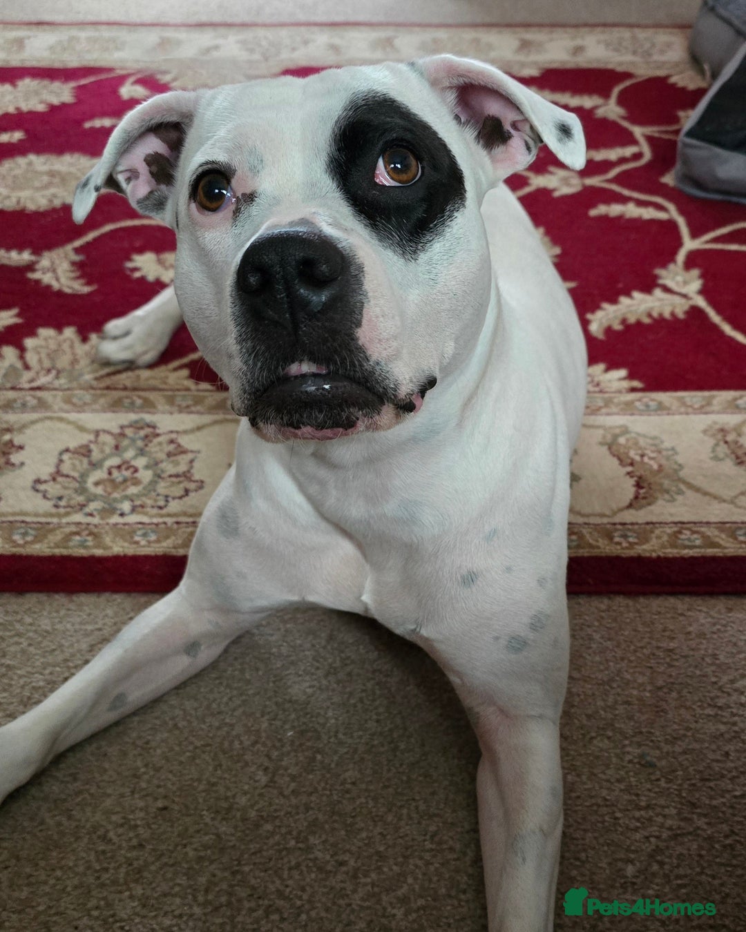 American Bull Staffy dogs for sale: Last one Girl Staffordshire waiting for new home - Advert 6