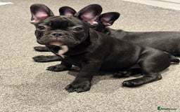 French Bulldog dogs for sale: French Bulldog Puppies 3 Months Old Girl and Boy  - Image 24