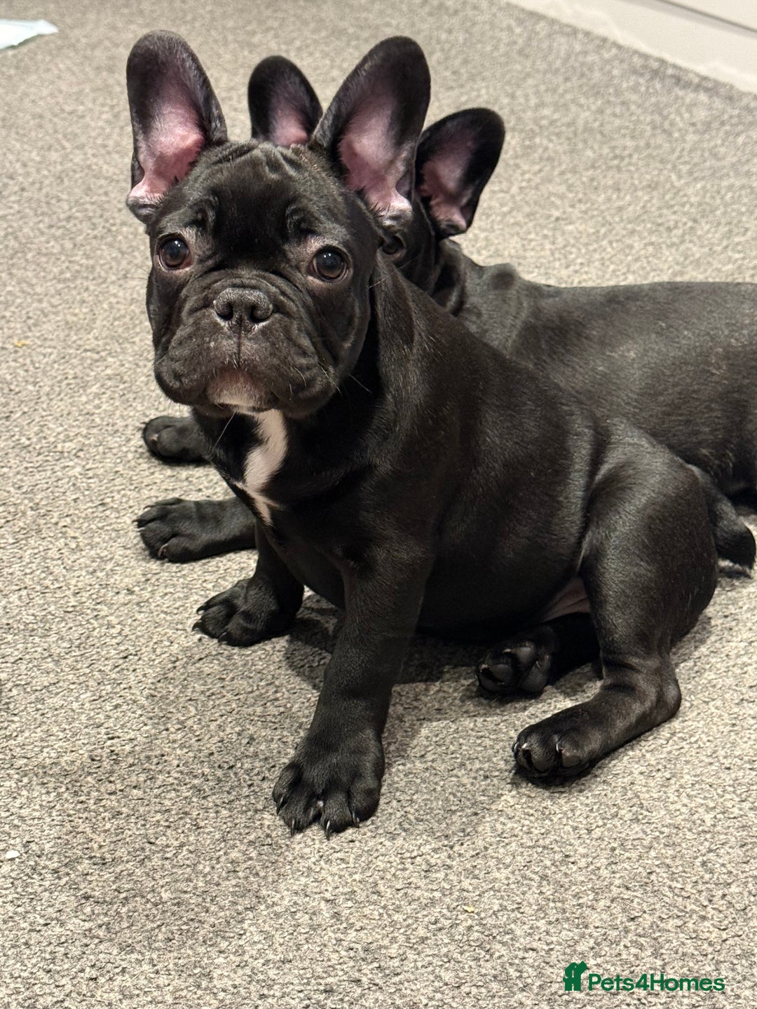 French Bulldog dogs for sale: French Bulldog Puppies 3 Months Old Girl and Boy  - Image 24