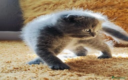 Scottish Fold cats for sale: ❤️Gorgeous Scottish Fold Straight ears kittens❤️ - Image 21