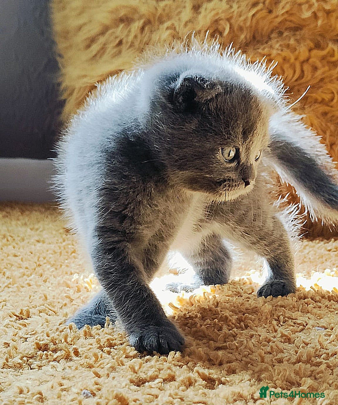 Scottish Fold cats for sale: ❤️Gorgeous Scottish Fold Straight ears kittens❤️ - Image 21