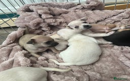 Chihuahua dogs for sale: Beautiful short hair chihuahua  - Advert 12