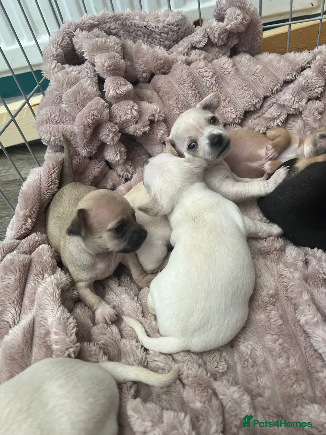 Chihuahua dogs for sale: Beautiful short hair chihuahua  - Advert 12