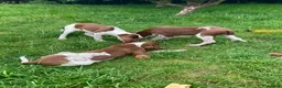 Bracco Italiano dogs for sale: Wonderful litter  - Advert 13