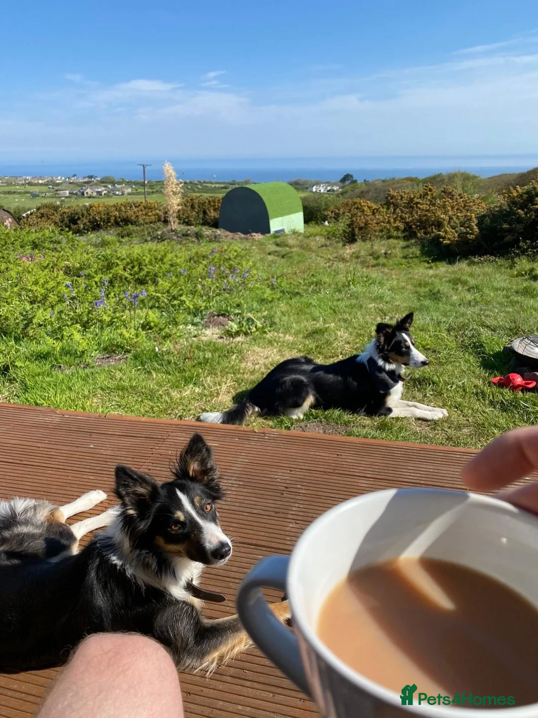 Border Collie dogs for sale: 7 Year Old Border Collie(s) for sale in Liverpool - Advert 15