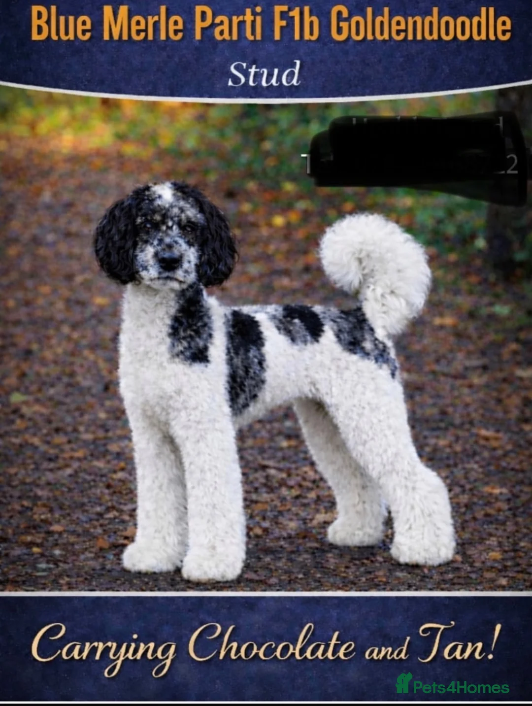 Mixed Breed dogs for sale: Miniature GoldenDoodle Puppies. in Burnley - Advert 13