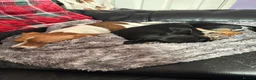 Jack Russell dogs for sale: Two gorgeous Jack Russell’s for sale in Barnsley - Advert 4