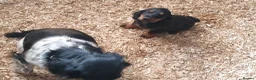 Cocker Spaniel dogs for sale: Beautiful boy cocker spaniel - Advert 5