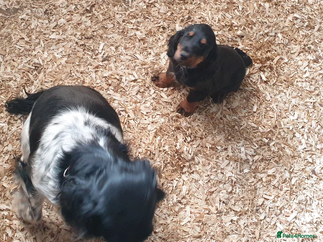 Cocker Spaniel dogs for sale: Beautiful boy cocker spaniel - Advert 5