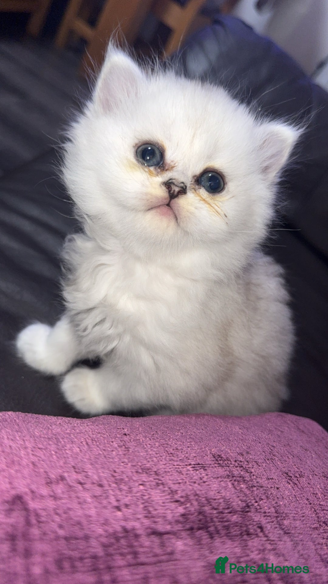 Persian cats for sale: Persian chinchilla kittens  - Advert 36